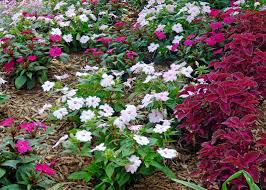 New guinea impatiens are herbaceous annual flowers that typically grow to about 24 inches in height. Sunpatiens Plant Care Growing Sunpatiens Plants In The Garden