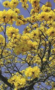 Image result for Markhamia lutea