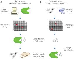 Your instagram bio is valuable real estate. Target Identification And Mechanism Of Action In Chemical Biology And Drug Discovery Nature Chemical Biology