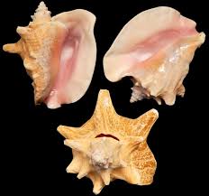 These Beautiful Queen Conch Shells Are For Sale Along The Quay In Nassau,  Bahamas. The Conch Is A Marine Gastropod Or Mollusk. It'S Meat Is Used For  C Stock Photo - Alamy