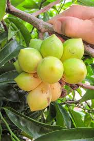 Image result for Artabotrys modestus