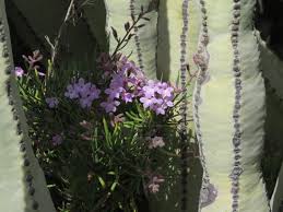 Image result for Limnophila ceratophylloides