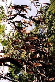 Image result for Newtonia buchananii