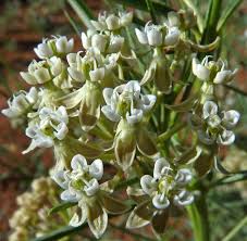 Image result for Asclepias cucullata