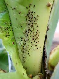 Sometimes an aphid infestation becomes so extreme that the green leaves are damaged and flowering may be impaired. Pentalonia Nigronervosa Banana Aphid A Photo On Flickriver
