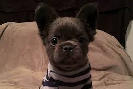 Fluffy french bulldog puppies and carriers for sale. Fluffy Frenchie All You Need To Know About This Unusual Pup