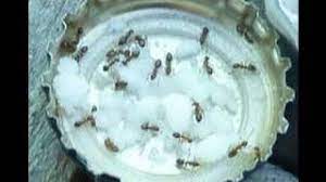 Check spelling or type a new query. The Best Ways To Kill Ants Using Borax Wikihow