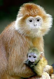 Mother And Baby Monkey At Bronx Zoo Animaux Singe Mignon