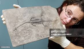 51 Theater Play Rhinoceros Stock Photos, High-Res Pictures, and Images