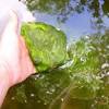 Remove algae rake out as much algae as possible with a pond or garden rake, taking care not to damage the pond liner by accidentally tearing it. 1