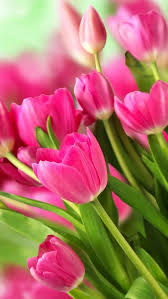 Pink Flowers Bouquet Tulips Beautiful Flowers Garden Pink Flowers Flowers