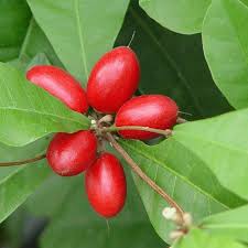 Image result for Synsepalum revolutum