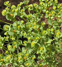 Image result for Euphorbia serratifolia
