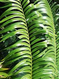 Image result for Encephalartos gratus
