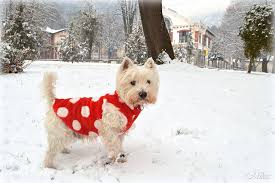 Such an image can be. Desktop Hintergrundbilder West Highland White Terrier Hund Winter