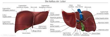 Looking for online definition of ligamentum falciforme in the medical dictionary? Leber Zentralorgan Des Stoffwechsels Medizin Wissen