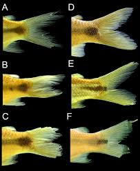 Image result for Cyphia brachyandra