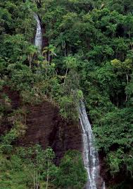 Image result for Zygophlebia villosissima