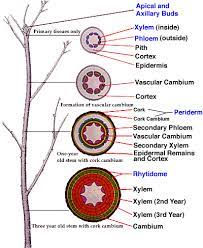 We did not find results for: 2 Plant Anatomy