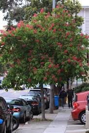 We did not find results for: Flowers Archives Red Horsechestnut Trees To Plant Ruby Red Horse Chestnut