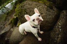 Puppies for sale and ready for adoption at furry babies inc. What Are Roundworms Vet In St Charles Loyal Companions Animal Hospital Pet Resort