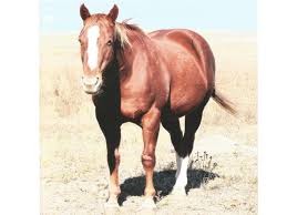 Pedigree Line: Sugar Bars