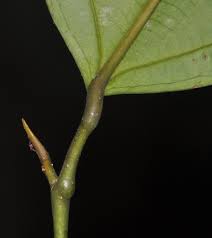 Image result for Olacaceae