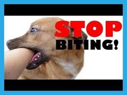 Hands are a particular target for puppy bites so teach your children to interact with your puppy using toys that he can tug and bite on, rather than. Discover Shocking But Effective Methods On Preventing Puppy Biting Stop Puppy Biting Traini Puppy Biting Dog Training Obedience Dog Training
