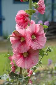 Image result for Alcea rosea