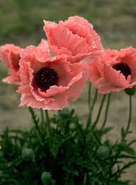 Pin On Flowers By M