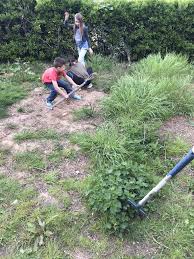 Les boutures sont des pousses cultivées à partir d'une patate douce mature.… Evolution De Mon Potager Amateur En Deux Ans