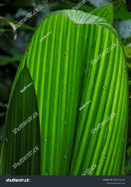 Image result for Molineria