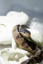 It spends most of its time hiding from the world underground, and as a prime part of the tropical ecosystem, this snake plays a key role in balancing the life of its environment. Black Headed Bushmasters Hatched At Awsfz Animal World And Snake Farm
