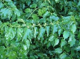 Image result for Colubrina asiatica