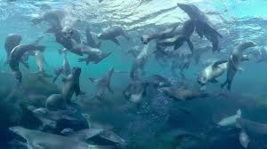 360: Diving with Sea Lions in California - YouTube