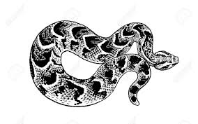 Check spelling or type a new query. Snake Isolated Black And White Reptile Vector Illustration Hand Realistic Drawing Vintage Engraving Of Wildlife Royalty Free Cliparts Vectors And Stock Illustration Image 120903589