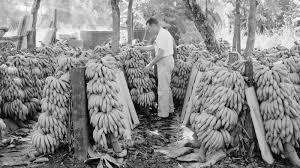 Reframing History: Bananas : Throughline : NPR