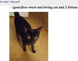 Applehead balinese tica/cfa/cff registered/registrable, felv/fiv negative guarantee. Why Giving Pets Away On Craigslist Is A Terrible Idea The Dodo