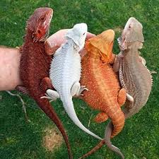 Radagast The Brown Saruman The White Cheeto The Orange Gandalf The Grey Follow 9gag 9gagmobile 9 Bearded Dragon Colors Cute Reptiles Bearded Dragon Cute
