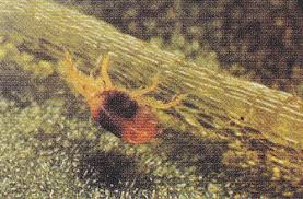 Image result for Bystiscus betulae grapevine