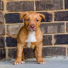 Red Nose Pitbull Puppies For Sale Baby Pitbulls For Sale Red Nose Pitbull Puppies Pitbull Puppies For Sale Pitbull Puppies