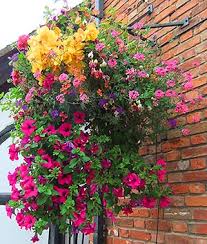 The best plants for hanging baskets are tender perennials and annuals that have been bred to flower for a long time, providing a splash of. Hanging Basket Plants Uk All Products Are Discounted Cheaper Than Retail Price Free Delivery Returns Off 64
