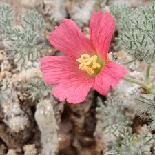 Image result for Monsonia senegalensis