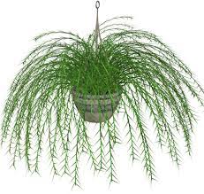 Download Hanging Fern Stock Plant By Madetobeunique On Deviantart Clip Art Png Image With No Background Pngkey Com