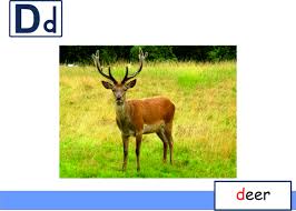 Pin By Graphic Designer On Flash Card Deer English Lessons Flashcards