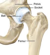 Ankle and foot pain massage therapy connections. Hip Anatomy Femur And Pelvis Bones That Make Up The Hip Joint And Acetabulum Smith Nephew Us Patient