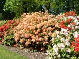 Azalea jenis rhododendron album, termasuk jenis yang dilindungi dan banyak tumbuh di ketinggian di pulau jawa. Taman Rhododendron Bremen Keluarga Pelancong