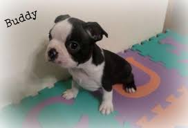 Allowing puppies to be taken home before 8 weeks: Boston Terrier Puppy For Sale In Siloam Springs Arkansas Animals Nstuff