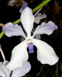 Image result for Vanda coerulea