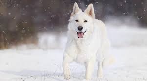 Meet this registerable litter of german shepherd puppies. White German Shepherd Dog Breed Info Puppy Prices More